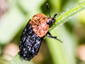 Oiceoptoma thoracicum